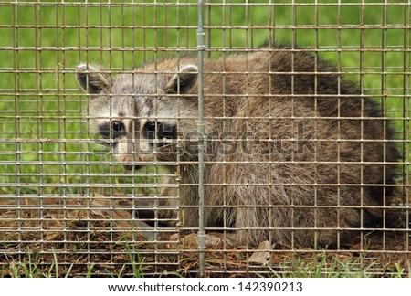 Closeup of a raccoon, Procyon lotor, in an animal trap