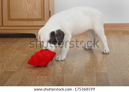 Mix labrador and bulldog puppy playing with a dog toy