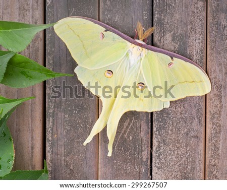 Luna moth, Actias luna, on a wood background