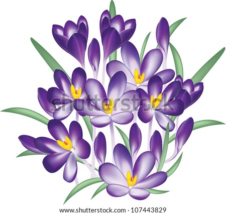 Picture Violet Flower on Violet Crocus Flowers Vector 107443829 Shutterstock