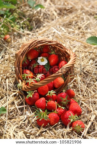 Strawberries in a basket in the strawberry field