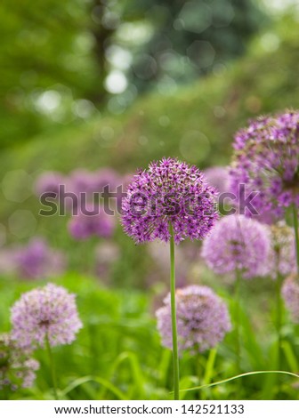 Beautiful flowers. Purple alium onion flower