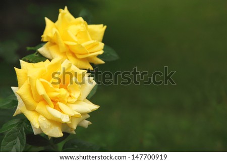 Beautiful yellow roses against is natural background.
