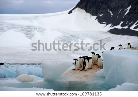A group of Adelie Penguin (Pygoscelis adeliae) standing on an iceberg at Hope Bay in the Northern Tip of the Antarctic Peninsular.