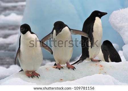 A Group Of Adelie Penguin Pygoscelis Adeliae Standing On An Iceberg