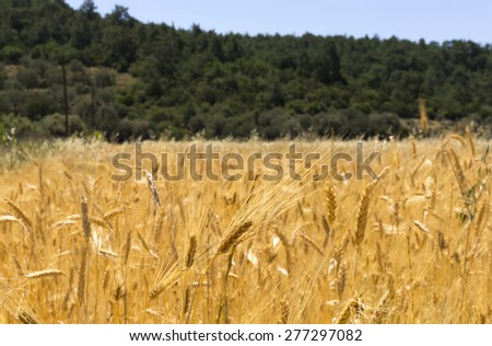 Glean field in agricultural area at mediterranean country