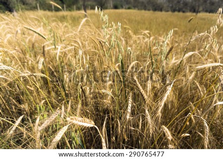 Glean field in agricultural area at mediterranean country
