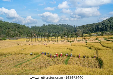 farmer reaping the rice together by a sickle