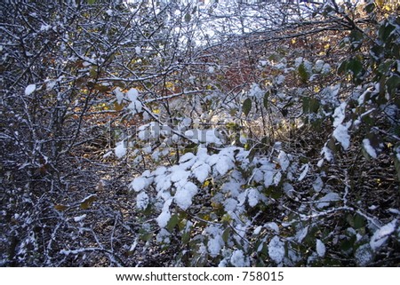 Snow Covered Bush