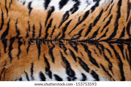 Close Up Tiger Skin Texture