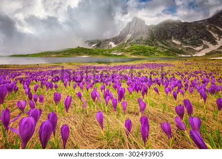 Rila mountains - Field of spring time crocus in the Rila mountains, Bulgaria