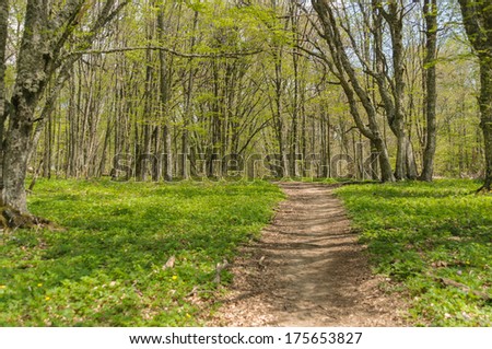 Spring forest alley