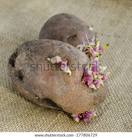 potato sprouts isolated on bag background