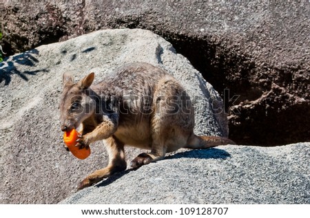 Rock wallaby eating a carrot, Magnetic Island, Australia