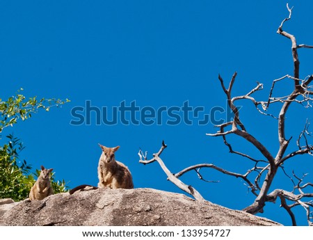 Rock wallaby, Magnetic Island, Australia