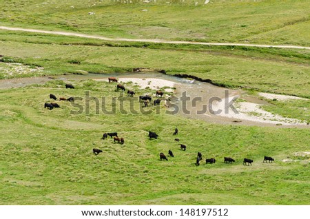 Wild cows herd