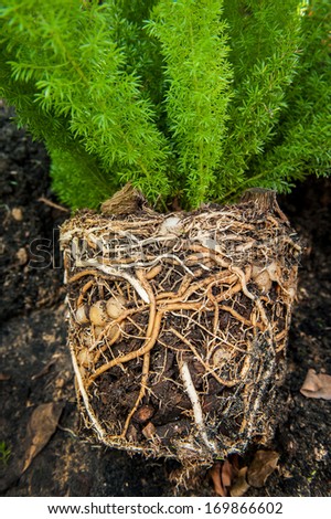 Cross section of soil showing a fern with its roots