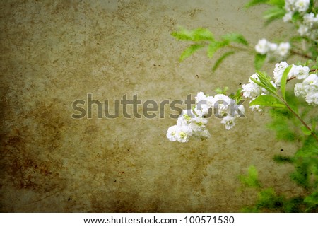 image from outdoor background series (plant and stone texture)