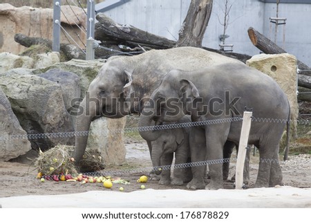 PRAGUE,CZECH REPUBLIC - FEBRUARY 9 : Elephant and orangutan celebrate first birthdays in Prague Zoo on February 9, 2014 in Prague