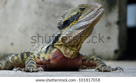 Bearded Dragon in focus - Central Bearded Dragon, Color bearded dragon\
Pogona vitticeps