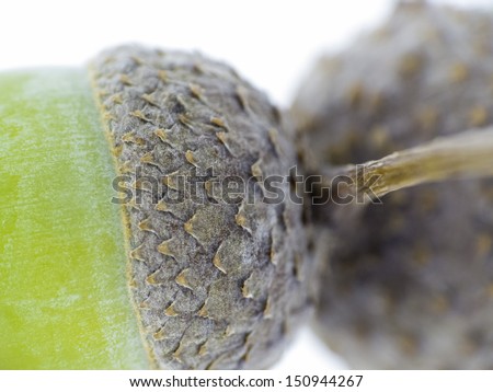 Fruit of the oak Macro of acorns