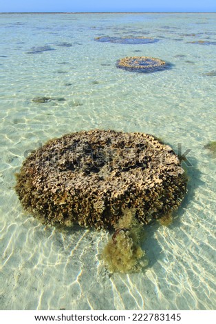 A Coral Bommie or outcrop on the reef surrounding a tropical island off the coast of Australia