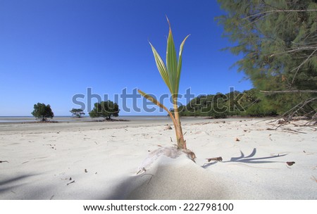 A coconut, cocos nucifera, germinates on a white sandy beach in far north Queensland, Australia