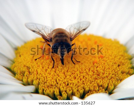 hover fly on flower