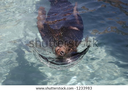Sea lion on it\'s back pushing water Sea Lion swims in crystal clear water