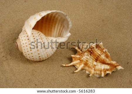 Two kinds of seashells on the beach sand