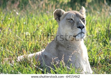 An alert and regal lioness in the long African grass