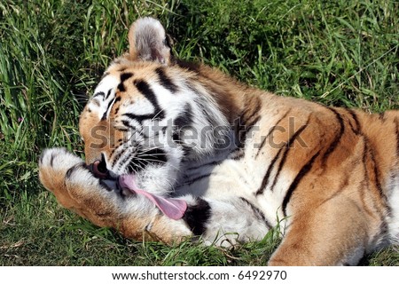 A beautiful big tiger licking his paw