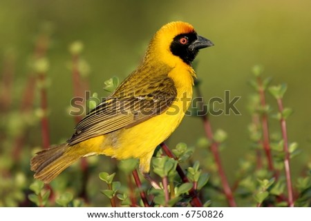 A pretty yellow masked weaver bird sitting on a spekboom bush