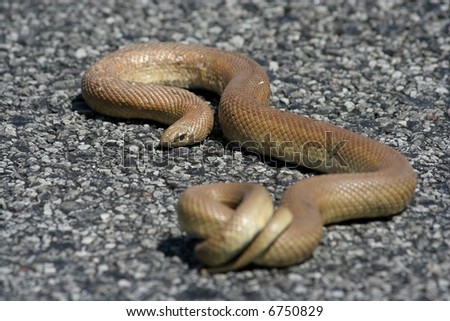 A large common mole snake on the tar of a road way