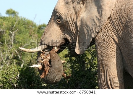 A male African elephant eating the roots of plants which it is holding with the tip of its trunk