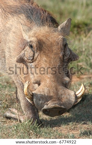 An ugly warthog with large tusks and pig like nose kneeling on the ground