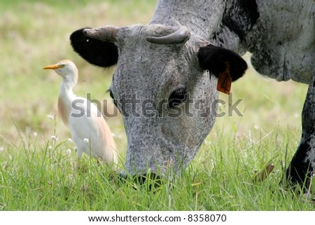 Nguni cattle cow grazing grass with a tick bird egret in the background