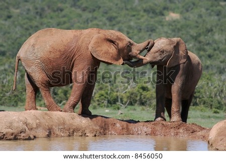 Two African elephants interacting