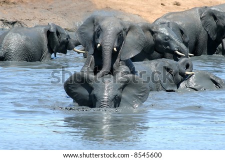African elephants playing in muddy water on a very hot day