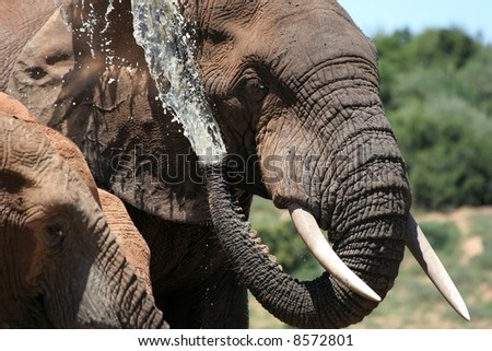 An African elephant spraying water from it\'s trunk to cool down