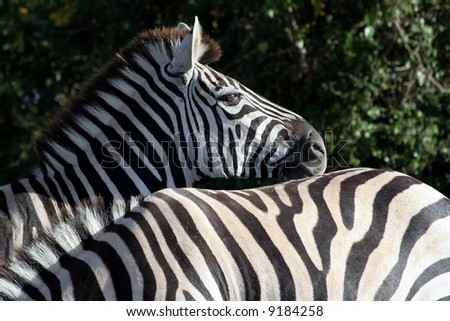 Zebras from Africa interacting with each other