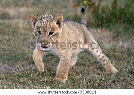 Young lion cub running
