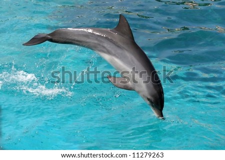 Bottlenose dolphin jumping out of the blue water