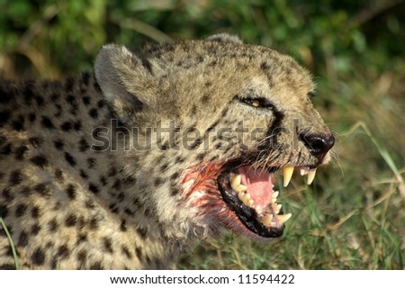 Snarling Cheetah with blood on it\'s face and showing big teeth