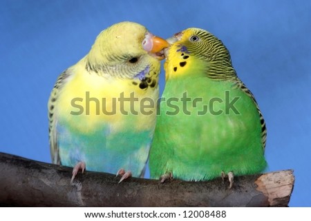 Kissing+parakeets