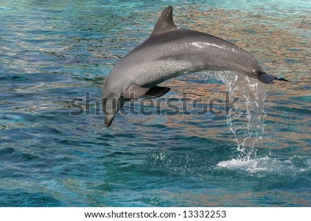 Bottlenose dolphin leaping out of the blue water