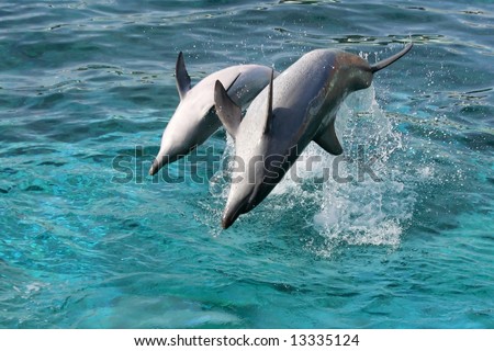 Bottlenose dolphin leaping out of the blue water onto their backs