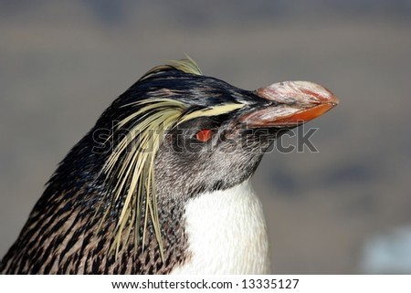 Beautiful rockhopper penguin with a red eye and powerful beak