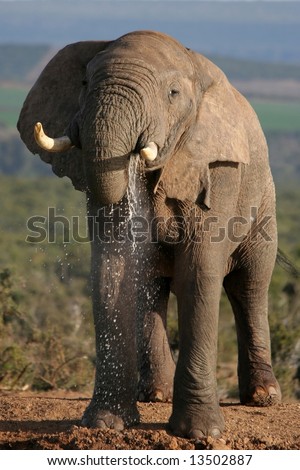 Large African elephant with big tusks drinking water