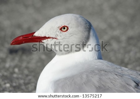 Portrait of a grey gull with a red beak